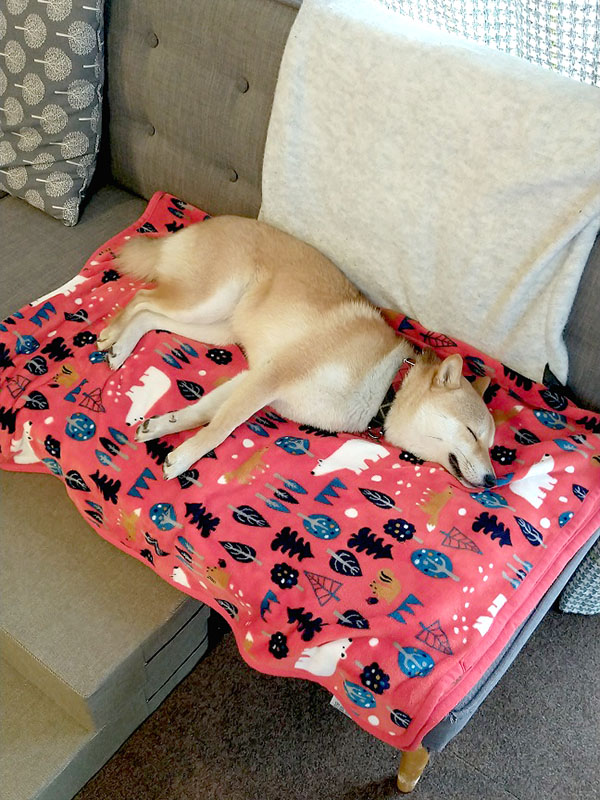 横浜の母犬極小豆柴の凛ちゃん