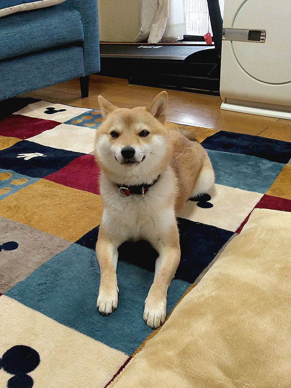 横浜の母犬極小豆柴の凛ちゃん