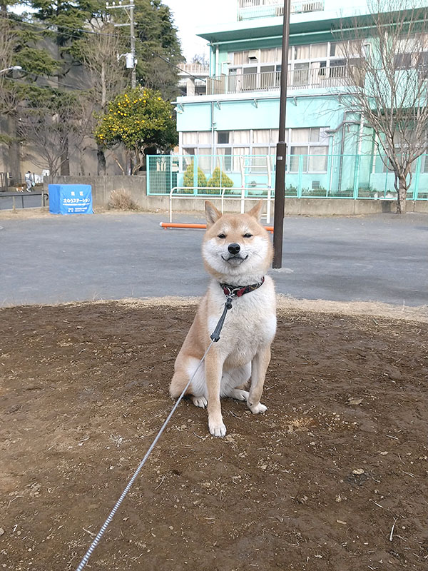 横浜の母犬極小豆柴の凛ちゃん