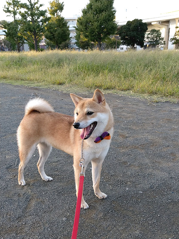 横浜の母犬極小豆柴の凛ちゃん