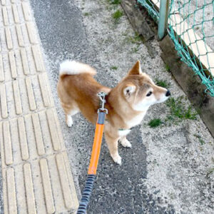 大阪の極小豆柴犬 笑太くん