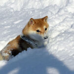 豆柴犬 小太郎くん１０ヶ月のお便り