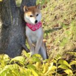 豆柴犬 小太郎くんの秋のお便り