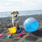 豆柴犬小太郎くんの砂浜遊び