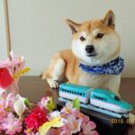 豆柴犬 小太郎くんもうすぐ３歳