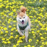 豆柴犬_小太郎くんの春のお便り