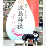 神奈川の極小豆柴犬 月ノ助くん