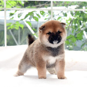 子犬： 母犬 極小豆柴犬