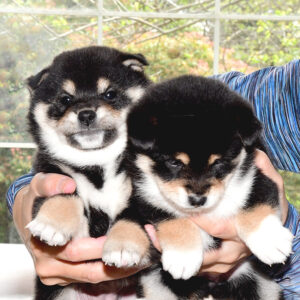 新富士野荘の豆柴犬たち
