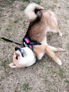 神奈川県のあいちゃん