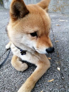 神奈川県のあいちゃん