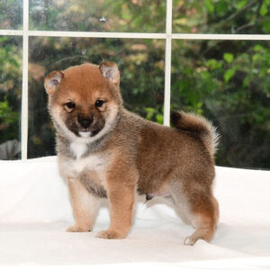 子犬： 母犬 極小豆柴犬