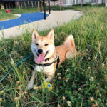 福岡県の極小豆柴犬の啓太くん