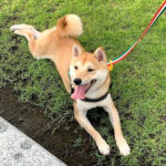 福岡県の極小豆柴犬の啓太くん