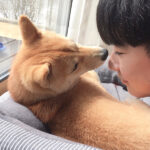 長野の極小豆柴犬子 琥珀くん