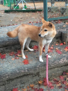 長野の極小豆柴犬子 琥珀くん