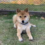 東京の母犬極小豆柴犬 雪太郎くん