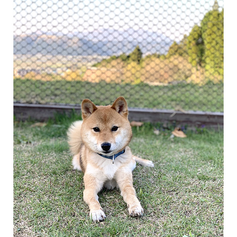 東京の母犬極小豆柴犬 雪太郎くん