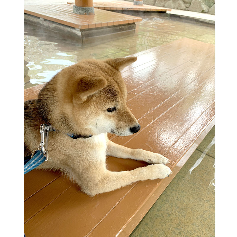 東京の母犬極小豆柴犬 雪太郎くん