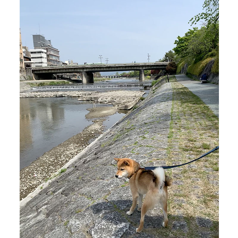 東京の母犬極小豆柴犬 雪太郎くん