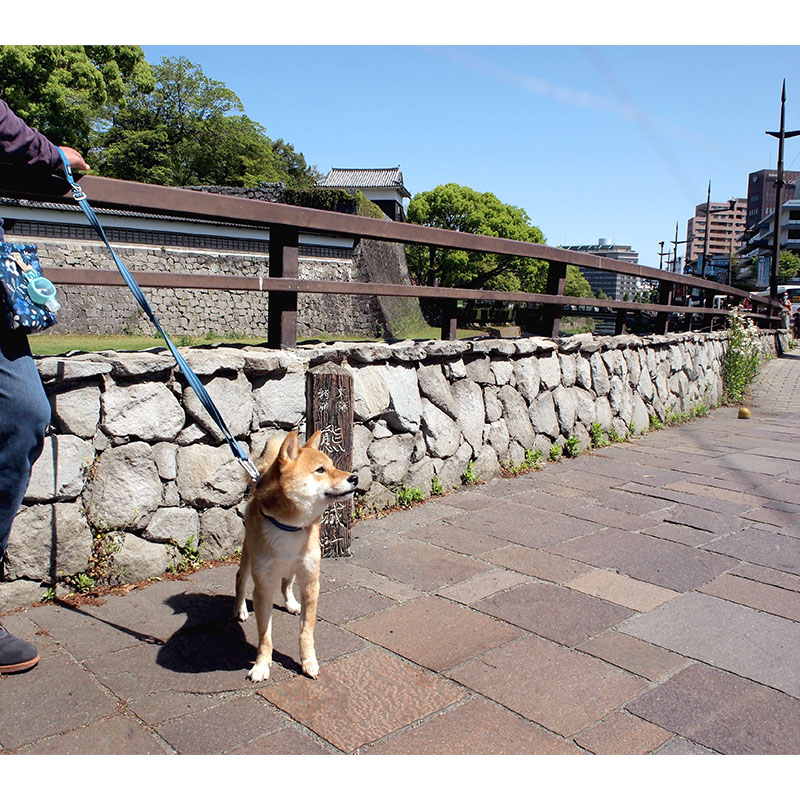 東京の母犬極小豆柴犬 雪太郎くん