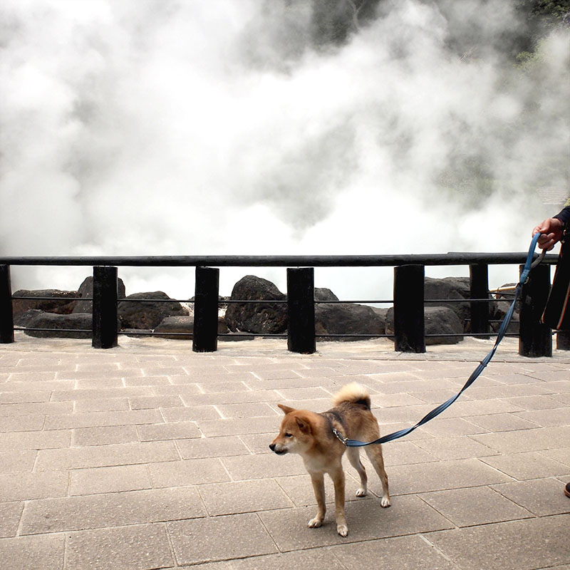 東京の母犬極小豆柴犬 雪太郎くん