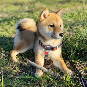 東京の母犬極小豆柴犬 雪太郎くん