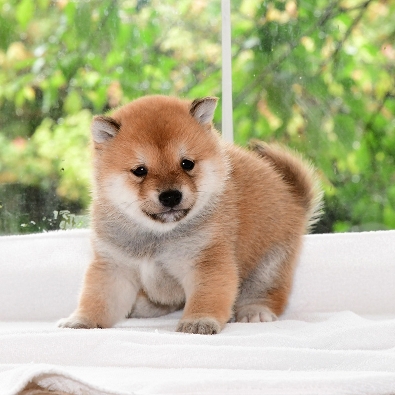 子犬 母犬 極小豆柴犬 豆柴 ブリーダー 富士野荘