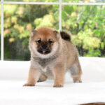 極小豆柴母犬 子犬