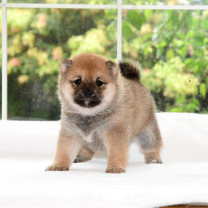 子犬： 母犬 極小豆柴犬