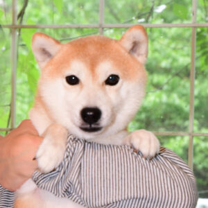 社会性訓育済み成犬 FP-093
