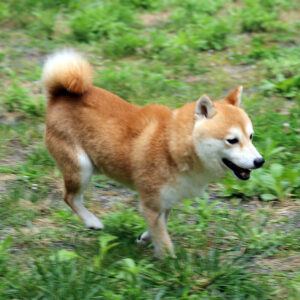社会性訓育済み成犬 FP-093