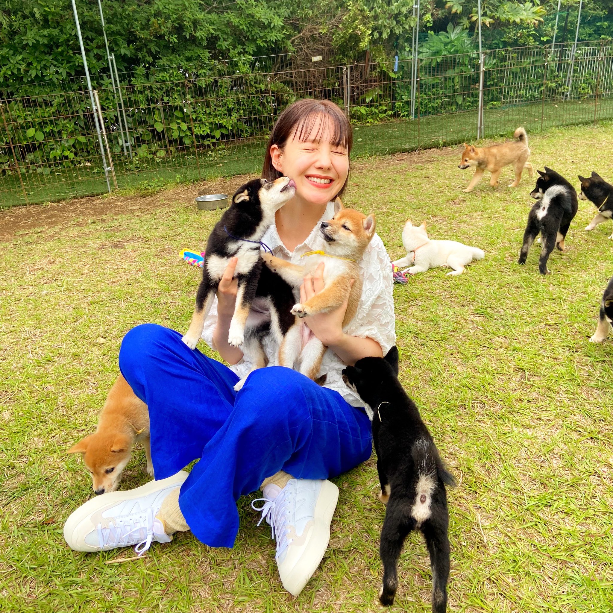 トリンドル玲奈さんと豆柴犬たち