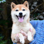社会性訓育済み成犬 FP-104