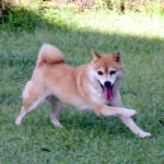 社会性訓育済み成犬 FP-104