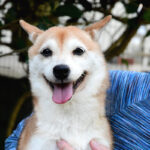 社会性訓育済み成犬 FP-106