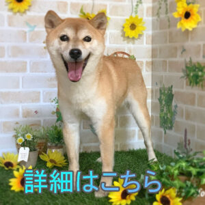 岡山の直ぐお飼いになれる犬