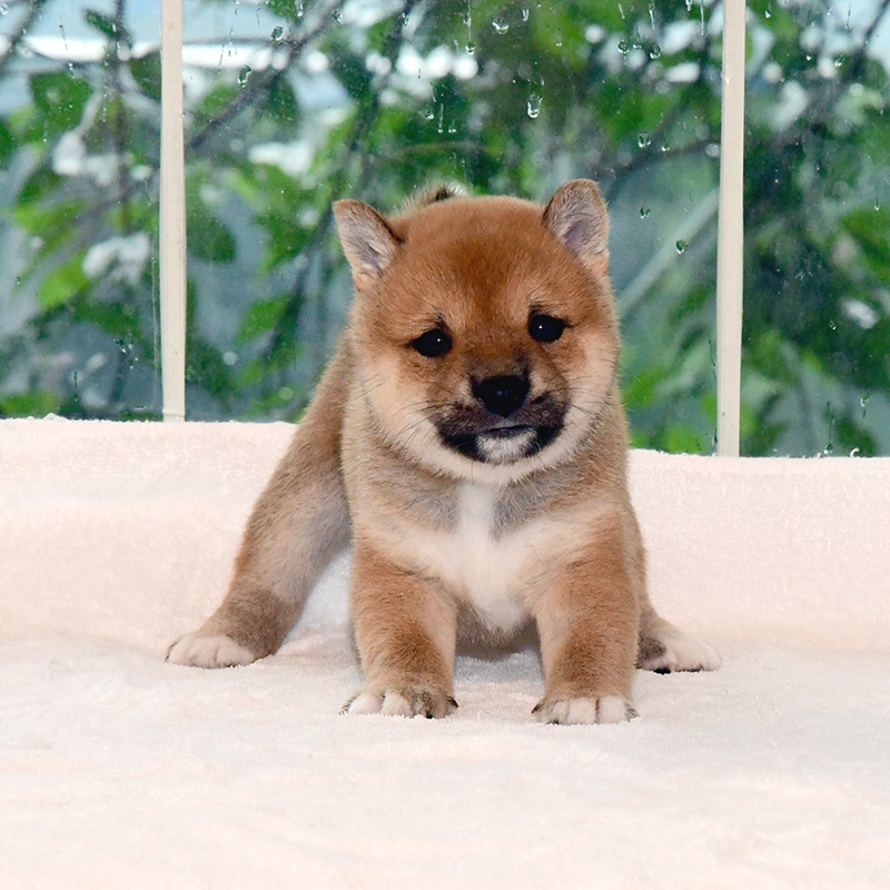 極小豆柴母犬 子犬