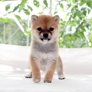 子犬： 母犬 極小豆柴犬