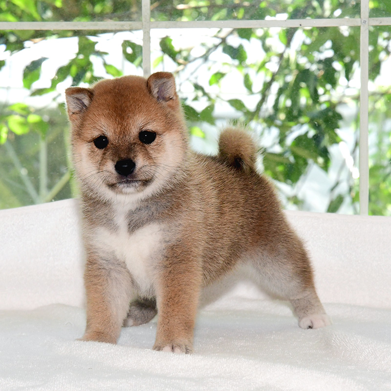 母犬 極小豆柴犬 豆柴 ブリーダー 富士野荘