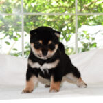 極小豆柴母犬 子犬