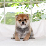 極小豆柴母犬 子犬