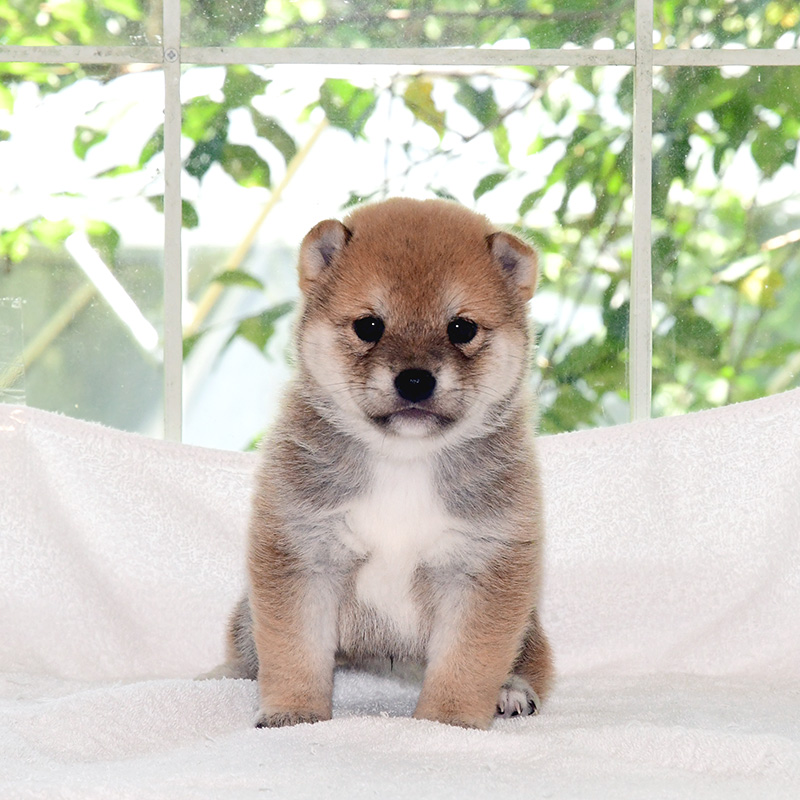 母犬 極小豆柴犬 豆柴 ブリーダー 富士野荘