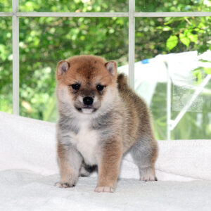 母犬 極小豆柴犬