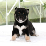 極小豆柴母犬 子犬