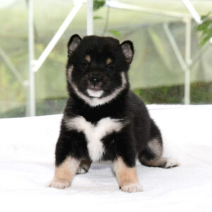 母犬 極小豆柴犬