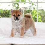 極小豆柴母犬 子犬