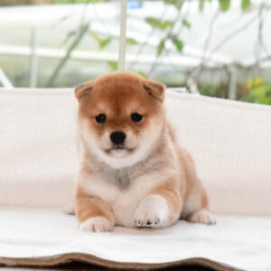 母犬 極小豆柴犬