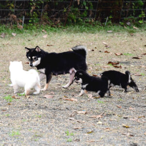 極小豆柴母犬 イマルちゃん