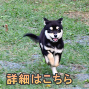 今すぐお飼いになれる子犬 若犬のご案内 豆柴 ブリーダー 富士野荘